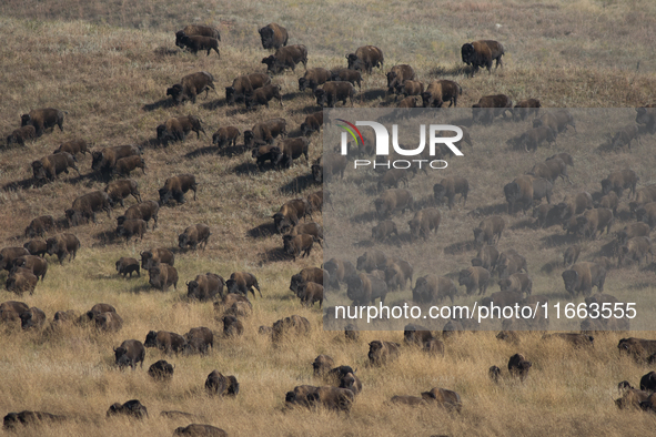 The American Bison, called ''Tatanka'' by the Native American Tribes of the West, is the largest free-roaming mammal in the United States, w...