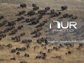 The American Bison, called ''Tatanka'' by the Native American Tribes of the West, is the largest free-roaming mammal in the United States, w...