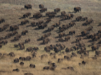 The American Bison, called ''Tatanka'' by the Native American Tribes of the West, is the largest free-roaming mammal in the United States, w...