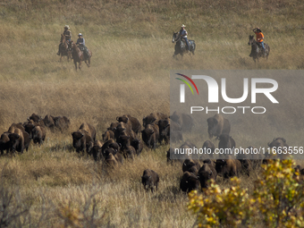 The American Bison, called ''Tatanka'' by the Native American Tribes of the West, is the largest free-roaming mammal in the United States, w...