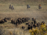 The American Bison, called ''Tatanka'' by the Native American Tribes of the West, is the largest free-roaming mammal in the United States, w...