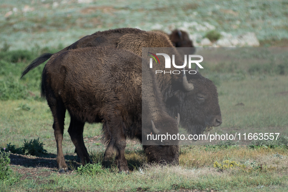 The American Bison, called ''Tatanka'' by the Native American Tribes of the West, is the largest free-roaming mammal in the United States, w...