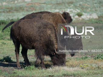 The American Bison, called ''Tatanka'' by the Native American Tribes of the West, is the largest free-roaming mammal in the United States, w...