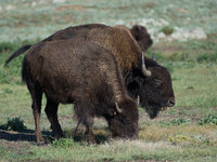 The American Bison, called ''Tatanka'' by the Native American Tribes of the West, is the largest free-roaming mammal in the United States, w...