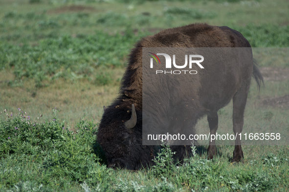 The American Bison, called ''Tatanka'' by the Native American Tribes of the West, is the largest free-roaming mammal in the United States, w...