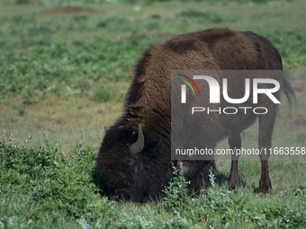 The American Bison, called ''Tatanka'' by the Native American Tribes of the West, is the largest free-roaming mammal in the United States, w...