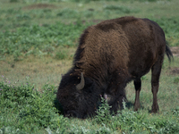 The American Bison, called ''Tatanka'' by the Native American Tribes of the West, is the largest free-roaming mammal in the United States, w...