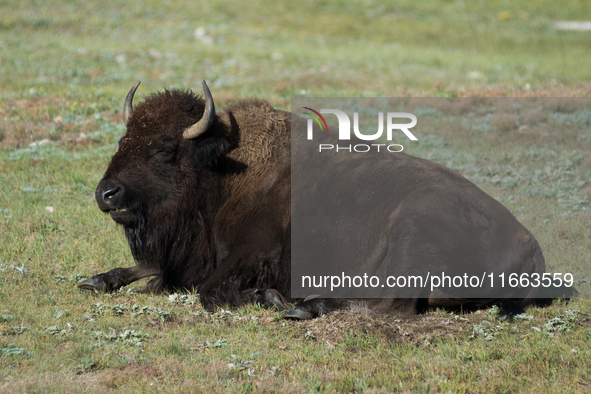 The American Bison, called ''Tatanka'' by the Native American Tribes of the West, is the largest free-roaming mammal in the United States, w...