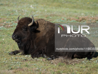 The American Bison, called ''Tatanka'' by the Native American Tribes of the West, is the largest free-roaming mammal in the United States, w...