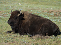 The American Bison, called ''Tatanka'' by the Native American Tribes of the West, is the largest free-roaming mammal in the United States, w...