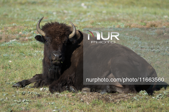 The American Bison, called ''Tatanka'' by the Native American Tribes of the West, is the largest free-roaming mammal in the United States, w...