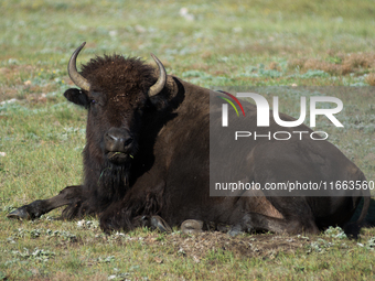 The American Bison, called ''Tatanka'' by the Native American Tribes of the West, is the largest free-roaming mammal in the United States, w...