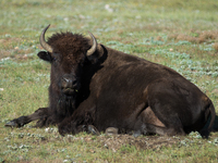 The American Bison, called ''Tatanka'' by the Native American Tribes of the West, is the largest free-roaming mammal in the United States, w...