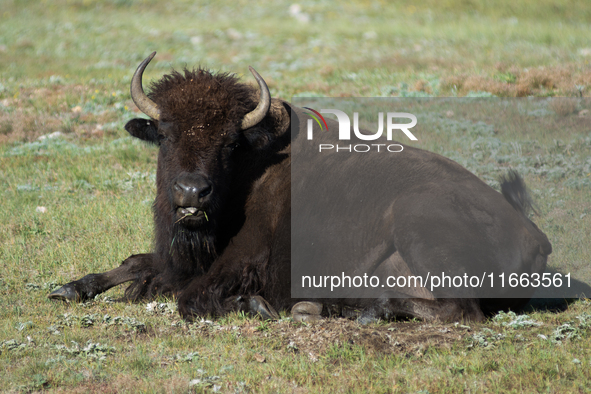 The American Bison, called ''Tatanka'' by the Native American Tribes of the West, is the largest free-roaming mammal in the United States, w...