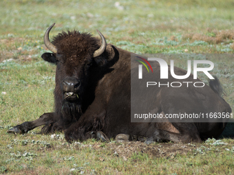 The American Bison, called ''Tatanka'' by the Native American Tribes of the West, is the largest free-roaming mammal in the United States, w...