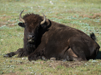 The American Bison, called ''Tatanka'' by the Native American Tribes of the West, is the largest free-roaming mammal in the United States, w...