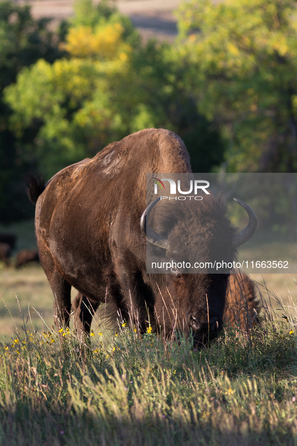 The American Bison, called ''Tatanka'' by the Native American Tribes of the West, is the largest free-roaming mammal in the United States, w...