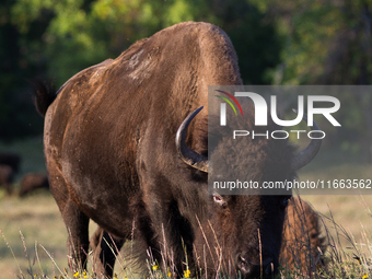 The American Bison, called ''Tatanka'' by the Native American Tribes of the West, is the largest free-roaming mammal in the United States, w...