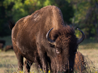 The American Bison, called ''Tatanka'' by the Native American Tribes of the West, is the largest free-roaming mammal in the United States, w...