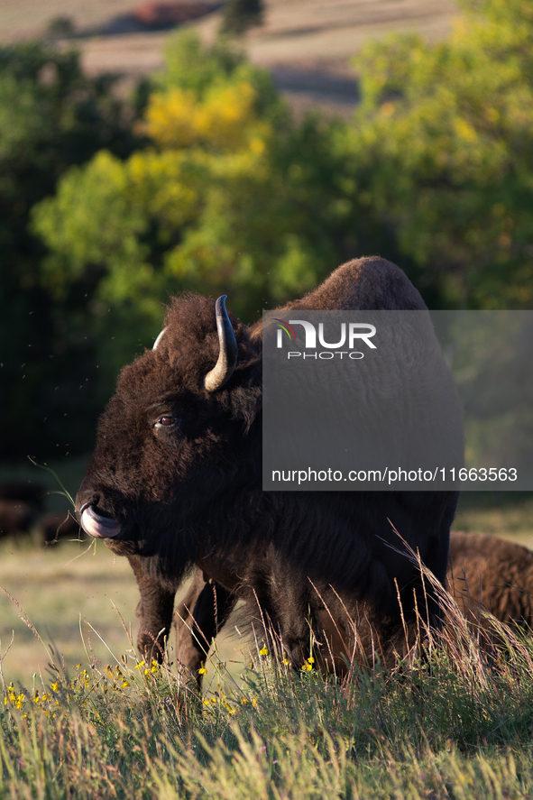 The American Bison, called ''Tatanka'' by the Native American Tribes of the West, is the largest free-roaming mammal in the United States, w...