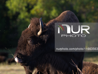 The American Bison, called ''Tatanka'' by the Native American Tribes of the West, is the largest free-roaming mammal in the United States, w...