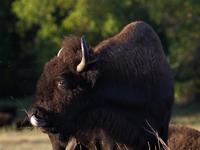 The American Bison, called ''Tatanka'' by the Native American Tribes of the West, is the largest free-roaming mammal in the United States, w...