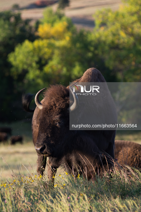 The American Bison, called ''Tatanka'' by the Native American Tribes of the West, is the largest free-roaming mammal in the United States, w...