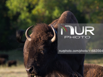 The American Bison, called ''Tatanka'' by the Native American Tribes of the West, is the largest free-roaming mammal in the United States, w...