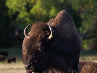 The American Bison, called ''Tatanka'' by the Native American Tribes of the West, is the largest free-roaming mammal in the United States, w...