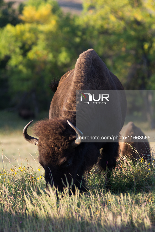 The American Bison, called ''Tatanka'' by the Native American Tribes of the West, is the largest free-roaming mammal in the United States, w...