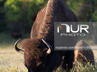 The American Bison, called ''Tatanka'' by the Native American Tribes of the West, is the largest free-roaming mammal in the United States, w...