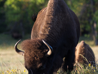 The American Bison, called ''Tatanka'' by the Native American Tribes of the West, is the largest free-roaming mammal in the United States, w...