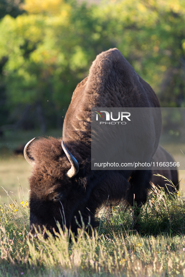 The American Bison, called ''Tatanka'' by the Native American Tribes of the West, is the largest free-roaming mammal in the United States, w...