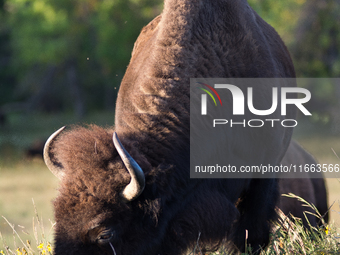 The American Bison, called ''Tatanka'' by the Native American Tribes of the West, is the largest free-roaming mammal in the United States, w...