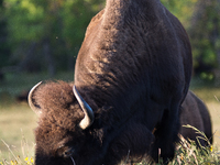 The American Bison, called ''Tatanka'' by the Native American Tribes of the West, is the largest free-roaming mammal in the United States, w...