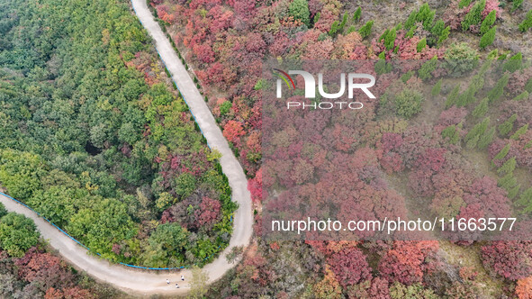 The red leaves cover the mountains in Ruzhou City, Henan Province, China, on October 13, 2024. 