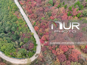 The red leaves cover the mountains in Ruzhou City, Henan Province, China, on October 13, 2024. (