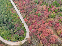 The red leaves cover the mountains in Ruzhou City, Henan Province, China, on October 13, 2024. (