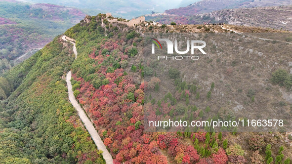 The red leaves cover the mountains in Ruzhou City, Henan Province, China, on October 13, 2024. 