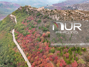 The red leaves cover the mountains in Ruzhou City, Henan Province, China, on October 13, 2024. (