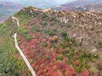 The red leaves cover the mountains in Ruzhou City, Henan Province, China, on October 13, 2024. (