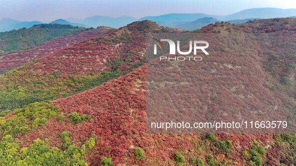 The red leaves cover the mountains in Ruzhou City, Henan Province, China, on October 13, 2024. 