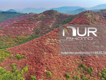 The red leaves cover the mountains in Ruzhou City, Henan Province, China, on October 13, 2024. (