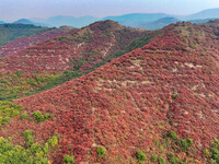 The red leaves cover the mountains in Ruzhou City, Henan Province, China, on October 13, 2024. (