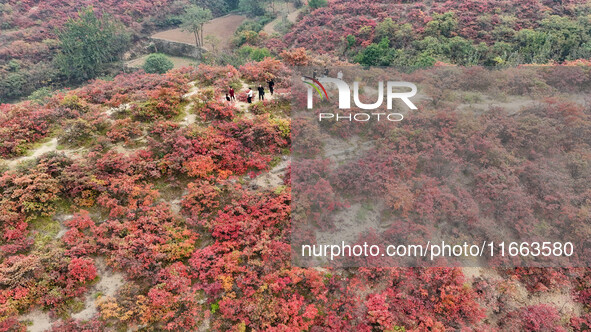 The red leaves cover the mountains in Ruzhou City, Henan Province, China, on October 13, 2024. 