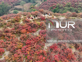 The red leaves cover the mountains in Ruzhou City, Henan Province, China, on October 13, 2024. (