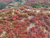 The red leaves cover the mountains in Ruzhou City, Henan Province, China, on October 13, 2024. (