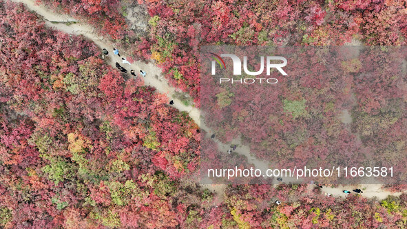 The red leaves cover the mountains in Ruzhou City, Henan Province, China, on October 13, 2024. 