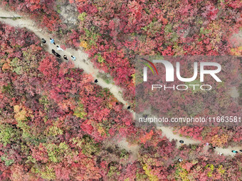 The red leaves cover the mountains in Ruzhou City, Henan Province, China, on October 13, 2024. (