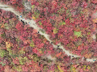 The red leaves cover the mountains in Ruzhou City, Henan Province, China, on October 13, 2024. (